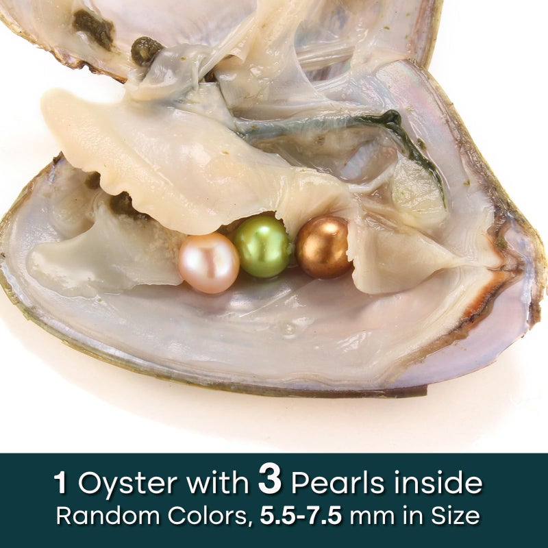 HENGSHENG 10PC Freshwater Pearl Oyster Love Wish Pearl Oyster with Round Pearl Inside Meaningful Color Cultured Oyster Pearls Beads for Jewelry Making Crafts Gifts(5.5-7.5mm Pearls, 30 Pearls/Lot, 10 Oysters) - Image 2